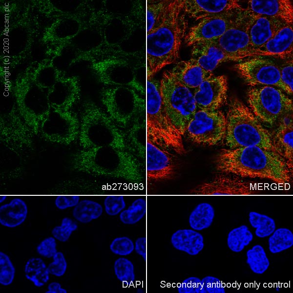 Immunocytochemistry/ Immunofluorescence - Anti-MVP antibody [EPR23594-106] - BSA and Azide free (AB273097), expandable thumbnail