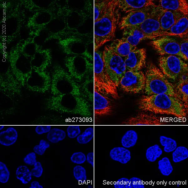 Immunocytochemistry/ Immunofluorescence - Anti-MVP antibody [EPR23594-106] - BSA and Azide free (AB273097)