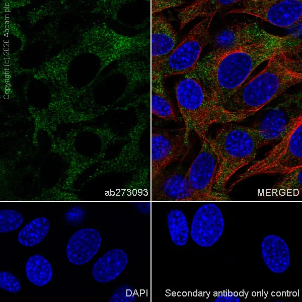 Immunocytochemistry/ Immunofluorescence - Anti-MVP antibody [EPR23594-106] - BSA and Azide free (AB273097)