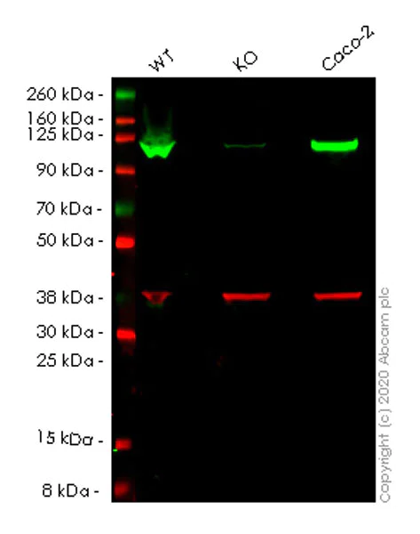 Western blot - Anti-MVP antibody [EPR23594-106] - BSA and Azide free (AB273097)