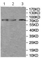 Western blot - Anti-MX1 antibody (AB197205), expandable thumbnail
