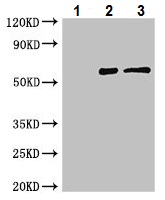 Immunoprecipitation - Anti-MX1 antibody (AB222856), expandable thumbnail