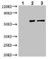 Immunoprecipitation - Anti-MX1 antibody (AB222856)