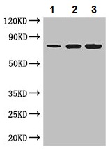 Western blot - Anti-MX1 antibody (AB222856), expandable thumbnail