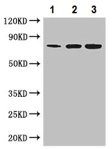 Western blot - Anti-MX1 antibody (AB222856)