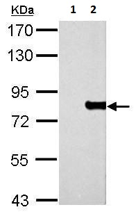 Western blot - Anti-MX1 antibody (AB95926), expandable thumbnail