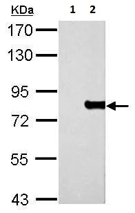Western blot - Anti-MX1 antibody (AB95926)