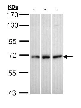 Western blot - Anti-MX1 antibody (AB95926)