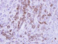 Immunohistochemistry (Formalin/PFA-fixed paraffin-embedded sections) - Anti-MX1 antibody (AB97921), expandable thumbnail