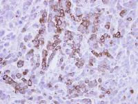 Immunohistochemistry (Formalin/PFA-fixed paraffin-embedded sections) - Anti-MX1 antibody (AB97921)