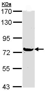 Western blot - Anti-MX1 antibody (AB97921), expandable thumbnail