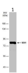 Western blot - Anti-MX1 antibody (AB97921)