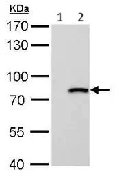 Western blot - Anti-MX1 antibody (AB97921)