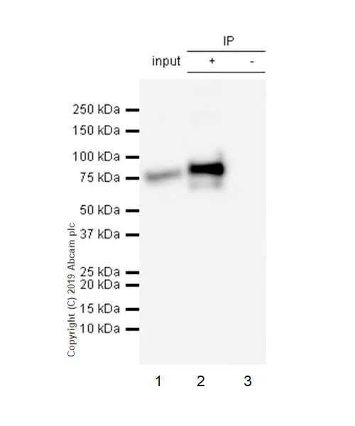 Immunoprecipitation - Anti-MX1 antibody [EPR19967] (AB207414)