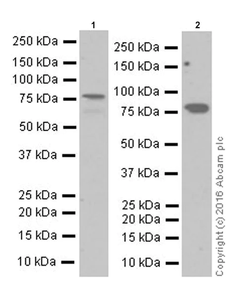 Western blot - Anti-MX1 antibody [EPR19967] (AB207414)