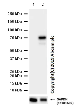 Western blot - Anti-MX1 antibody [EPR19967] (AB207414)
