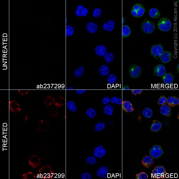 Immunocytochemistry/ Immunofluorescence - Anti-MX1 antibody [EPR19967] - BSA and Azide free (AB222492)