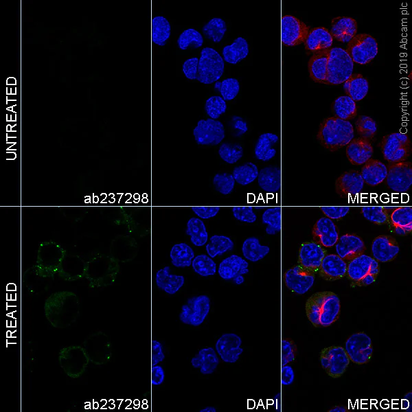 Immunocytochemistry/ Immunofluorescence - Anti-MX1 antibody [EPR19967] - BSA and Azide free (AB222492)