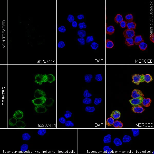 Immunocytochemistry/ Immunofluorescence - Anti-MX1 antibody [EPR19967] - BSA and Azide free (AB222492)