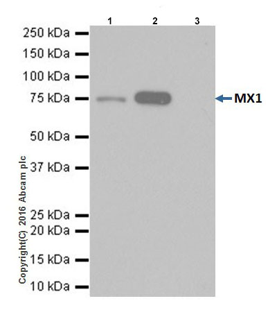Immunoprecipitation - Anti-MX1 antibody [EPR19967] - BSA and Azide free (AB222492), expandable thumbnail