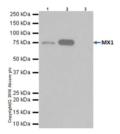 Immunoprecipitation - Anti-MX1 antibody [EPR19967] - BSA and Azide free (AB222492)
