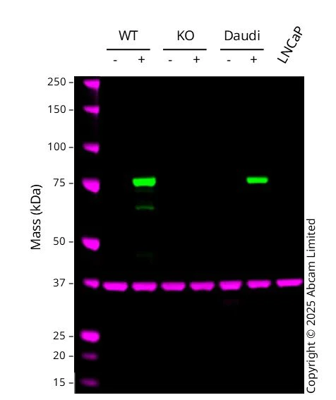 Western blot - Anti-MX1 antibody [EPR24485-19] (AB284603)
