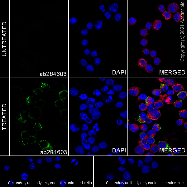 Immunocytochemistry/ Immunofluorescence - Anti-MX1 antibody [EPR24485-19] - BSA and Azide free (ab284604), expandable thumbnail