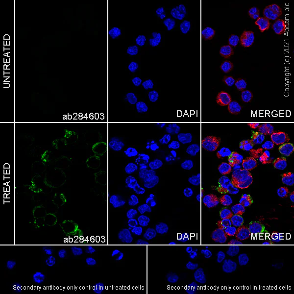 Immunocytochemistry/ Immunofluorescence - Anti-MX1 antibody [EPR24485-19] - BSA and Azide free (AB284604)