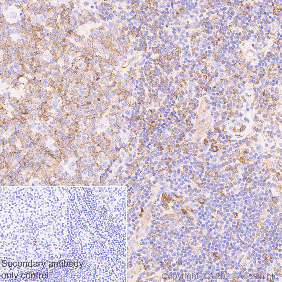 Immunohistochemistry (Formalin/PFA-fixed paraffin-embedded sections) - Anti-MX1 antibody [EPR24485-19] - BSA and Azide free (AB284604), expandable thumbnail