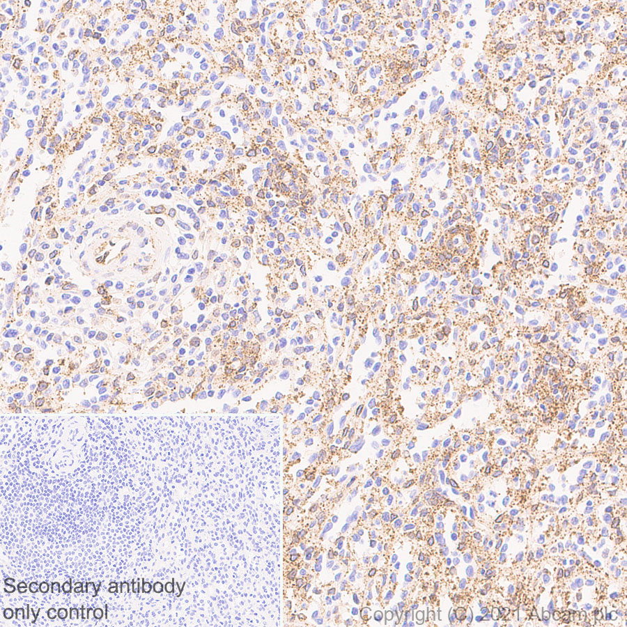Immunohistochemistry (Formalin/PFA-fixed paraffin-embedded sections) - Anti-MX1 antibody [EPR24485-19] - BSA and Azide free (AB284604), expandable thumbnail
