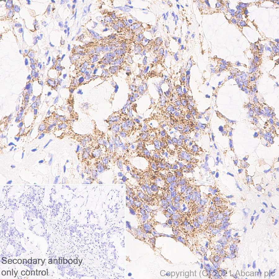 Immunohistochemistry (Formalin/PFA-fixed paraffin-embedded sections) - Anti-MX1 antibody [EPR24485-19] - BSA and Azide free (ab284604), expandable thumbnail