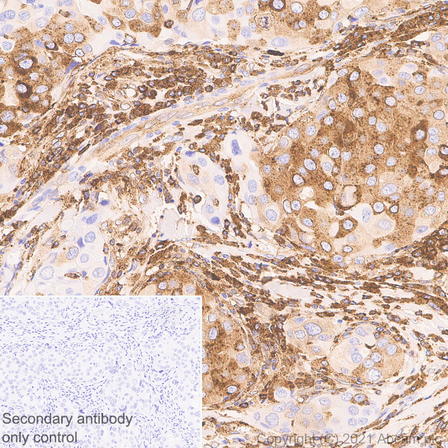 Immunohistochemistry (Formalin/PFA-fixed paraffin-embedded sections) - Anti-MX1 antibody [EPR24485-19] - BSA and Azide free (ab284604), expandable thumbnail