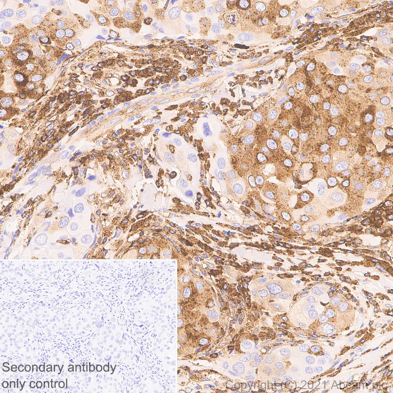 Immunohistochemistry (Formalin/PFA-fixed paraffin-embedded sections) - Anti-MX1 antibody [EPR24485-19] - BSA and Azide free (AB284604)