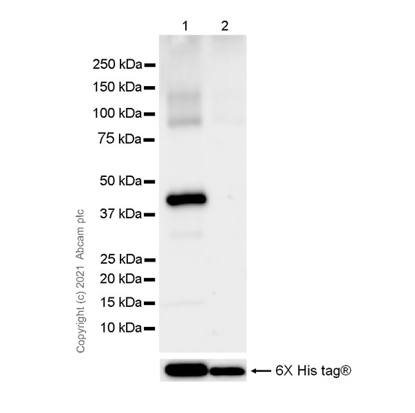 Western blot - Anti-MX1 antibody [EPR24485-19] - BSA and Azide free (ab284604), expandable thumbnail