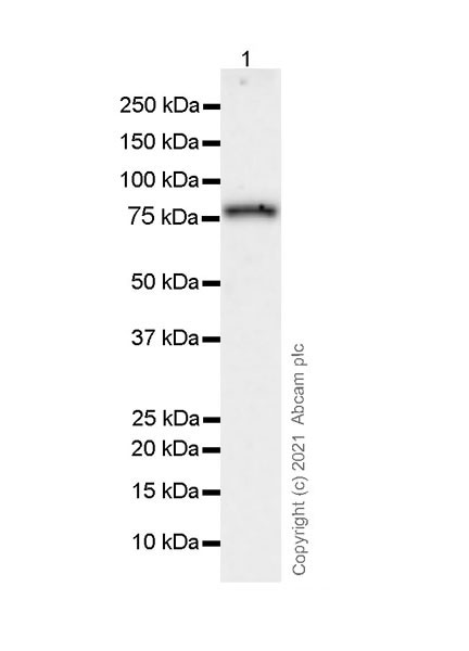 Western blot - Anti-MX1 antibody [EPR24485-19] - BSA and Azide free (AB284604), expandable thumbnail