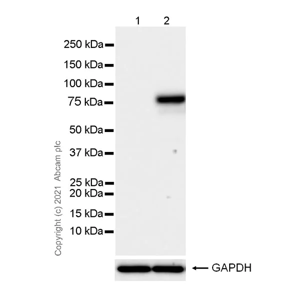 Western blot - Anti-MX1 antibody [EPR24485-19] - BSA and Azide free (AB284604)