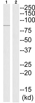 Western blot - Anti-MX2 antibody (AB196833), expandable thumbnail