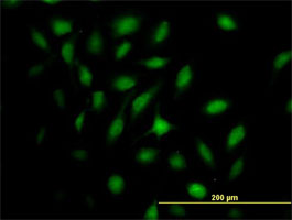 Immunocytochemistry/ Immunofluorescence - Anti-MX2 antibody (AB67388), expandable thumbnail