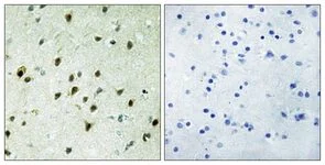 Immunohistochemistry (Formalin/PFA-fixed paraffin-embedded sections) - Anti-MXD4/MAD4 antibody (AB111062)