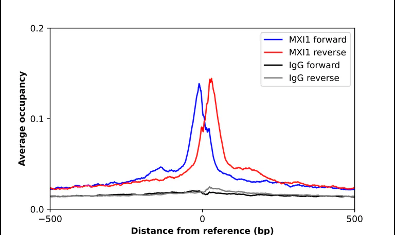 ChIP - Anti-MXI1 Antibody (AB327243)