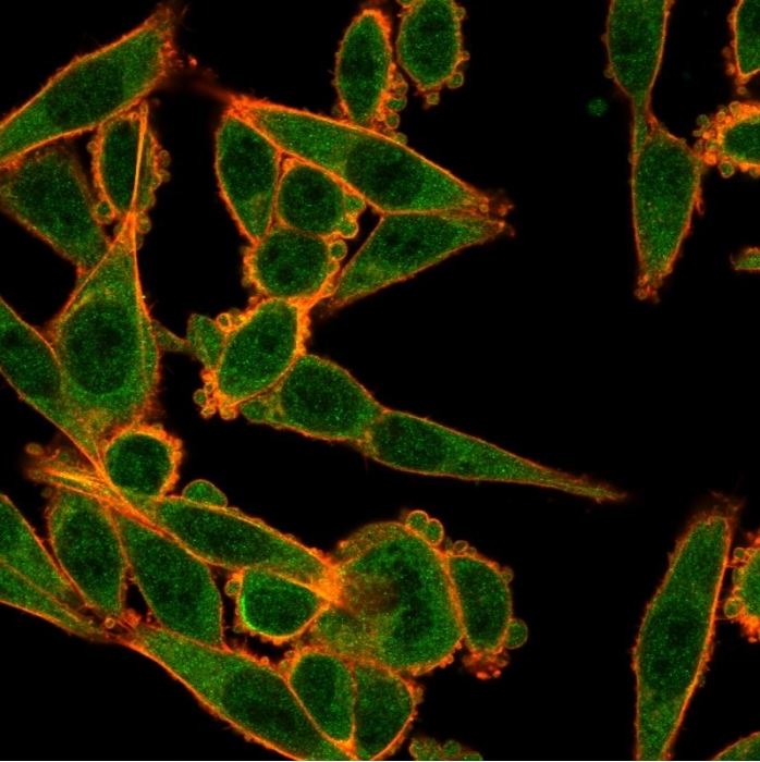 Immunocytochemistry - Anti-MXI1 antibody [PCRP-MXI1-1A3] (AB277094), expandable thumbnail