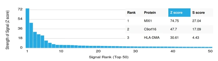 Protein Array - Anti-MXI1 antibody [PCRP-MXI1-1A3] (AB277094)