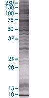 SDS-PAGE - MXI1 overexpression 293T lysate (whole cell) (AB94151), expandable thumbnail