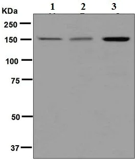 Western blot - Anti-MYBBP1A antibody [EPR7204] (AB125026)