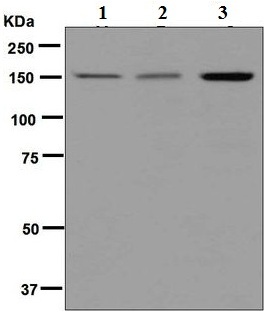Western blot - Anti-MYBBP1A antibody [EPR7204] - BSA and Azide free (AB248103), expandable thumbnail