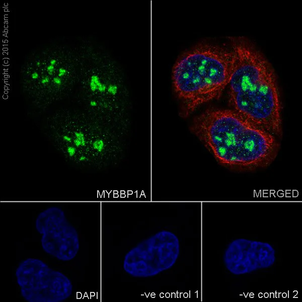 Immunocytochemistry/ Immunofluorescence - Anti-MYBBP1A antibody [EPR7205] - BSA and Azide free (AB251384)