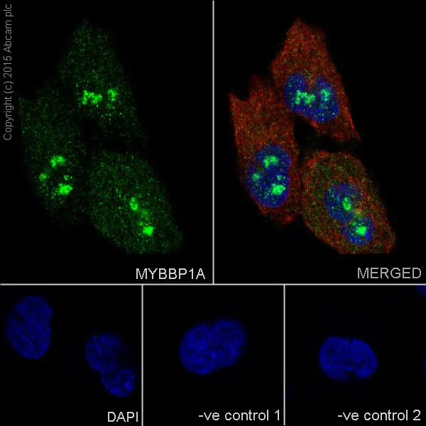Immunocytochemistry/ Immunofluorescence - Anti-MYBBP1A antibody [EPR7205] - BSA and Azide free (AB251384)