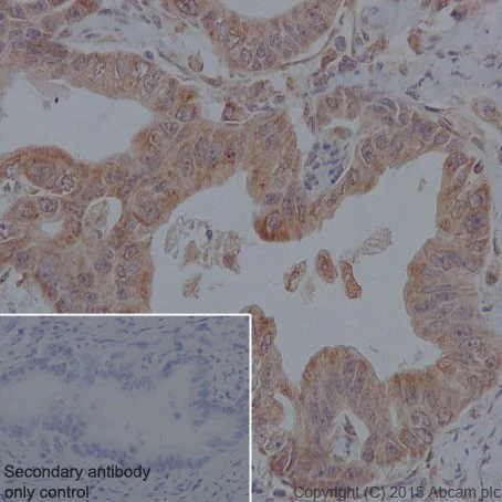 Immunohistochemistry (Formalin/PFA-fixed paraffin-embedded sections) - Anti-MYBBP1A antibody [EPR7205] - BSA and Azide free (AB251384)