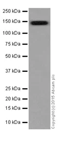 Western blot - Anti-MYBBP1A antibody [EPR7205] - BSA and Azide free (AB251384)