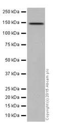Western blot - Anti-MYBBP1A antibody [EPR7205] - BSA and Azide free (AB251384)
